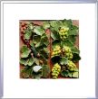 101 Im Weinberg 50x50cm 300€ .jpg