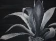 Agave schwarz-weiß 60cm+80cm.JPG