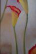 calla20x50.jpg