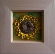 2011 Sonnenblume (1).jpg