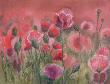 Mohn.PNG