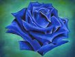 005 Blue Baccara 2013 40x50cm200,-.jpg