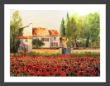 Mohn2.jpg